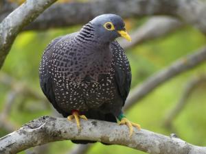 Pigeon rameron (Columba arquatrix)