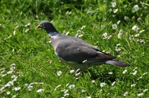 Pigeon ramier - Columbiformes (Columba palumbus)