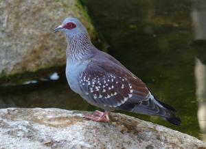 Pigeon roussard (Columba guinea)