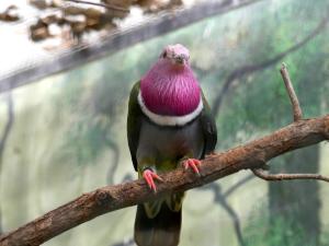 Ptilope à teête rose (Ptilinopus porphyreus)