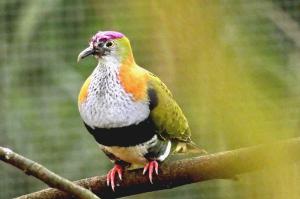 Ptilope superbe (Ptilinopus superbus)