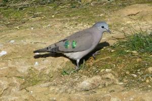 Tourtelette émeraudine (Turtur chalcospilos)