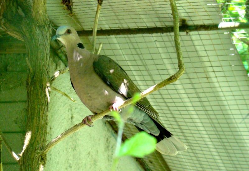 Tourterelle à collier (Streptopelia semitorquata)
