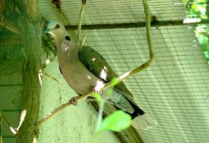 Tourterelle à collier (Streptopelia semitorquata)