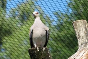 Tourterelle des bois (Streptopelia turtur)
