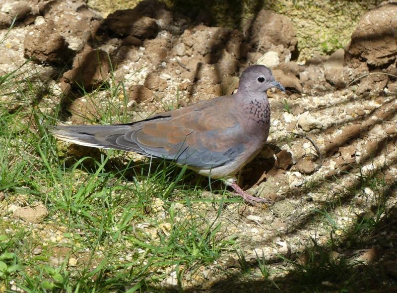 Tourterelle maillée (Spilopelia senegalensis)