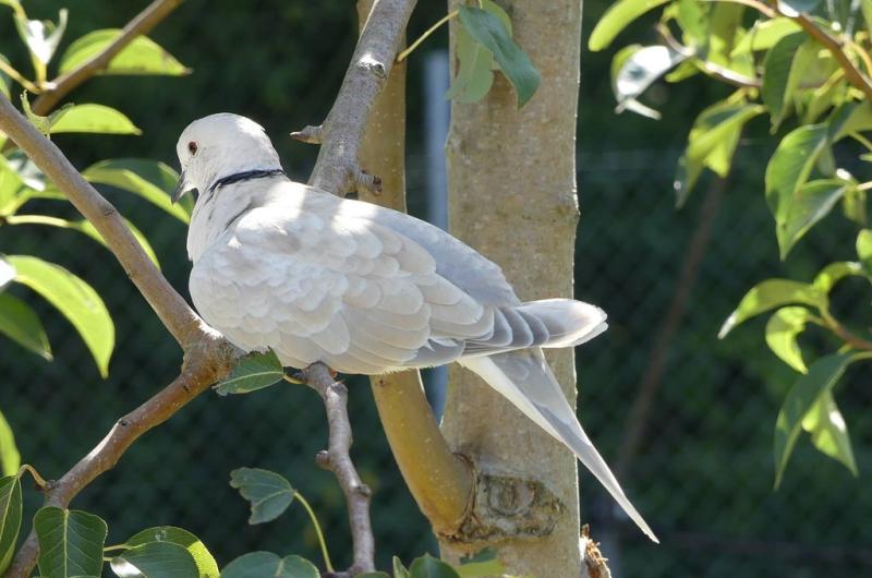 Tourterelle rieuse (Streptopelia roseogrisea)
