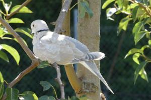 Tourterelle rieuse (Streptopelia roseogrisea)