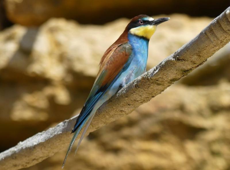 Guêpier d'Europe (Merops apiaster)