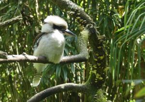 Kookaburra (Dacelo novaeguineae)