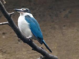 Martin-chasseur à ailes bleues (Dacelo leachii)