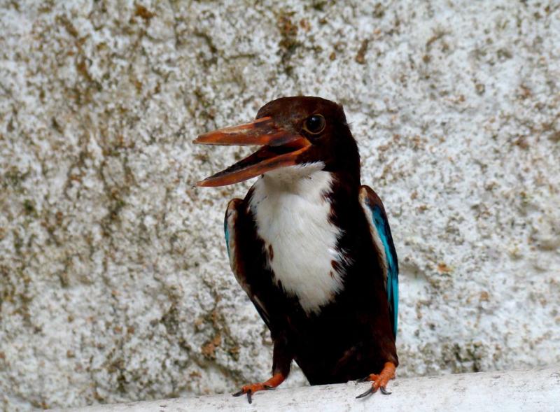 Martin-chasseur de Smyrne (Halcyon smyrnensis)
