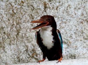Martin-chasseur de Smyrne (Halcyon smyrnensis)