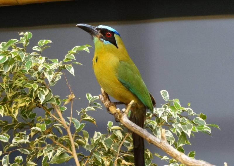 Motmot houtouc (Momotus momota)