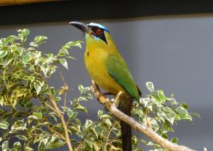 Motmot houtouc (Momotus momota)