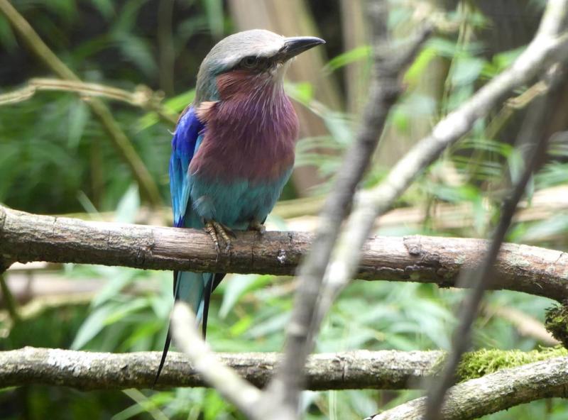 Rollier à longs brins (Coracias caudatus)