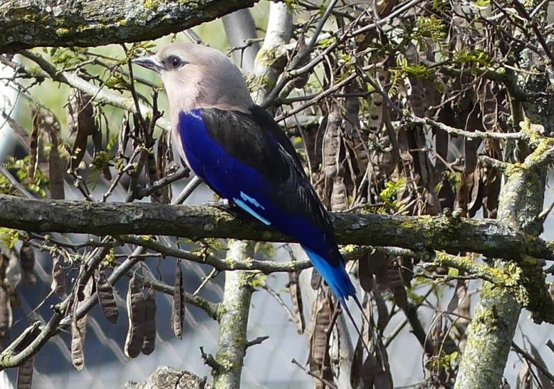 Rollier à ventre bleu (Coracias cyanogaster)
