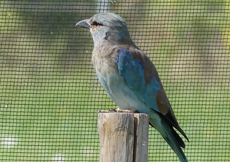 Rollier d'Europe (Coracias garrulus)