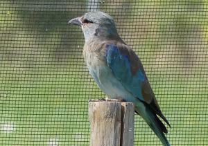 Rollier d'Europe (Coracias garrulus)