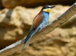 Coraciiformes (Rolliers - Guépiers - Martins-chasseurs)