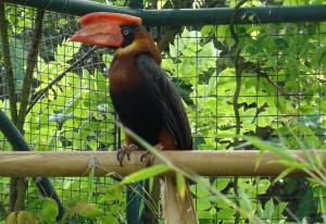Les oiseaux
