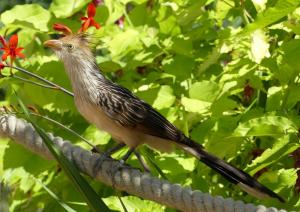 Cuculiformes (Guira)