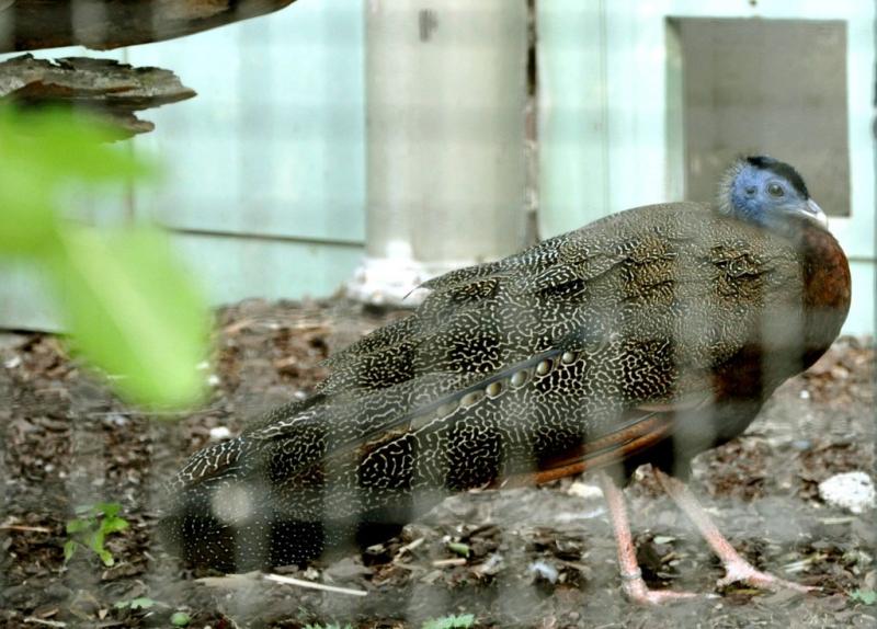 Argus géant (Argusianus argus)