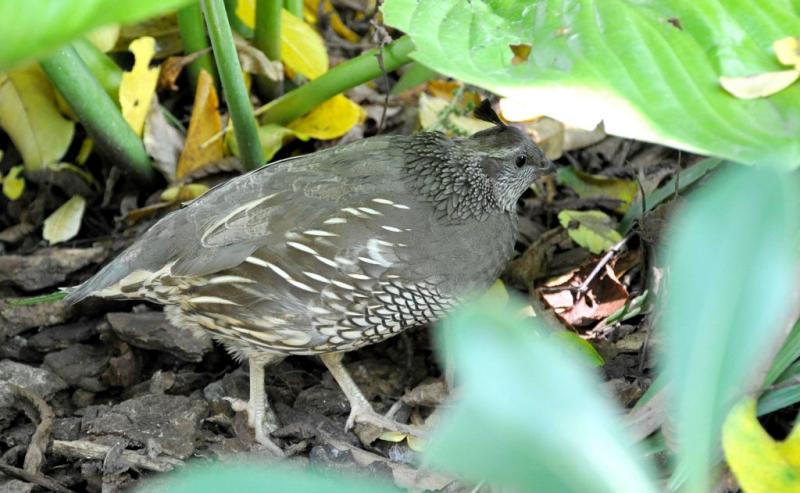 Colin de Californie (Callipepla californica)