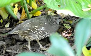 Colin de Californie - Galliformes (Callipepla californica)