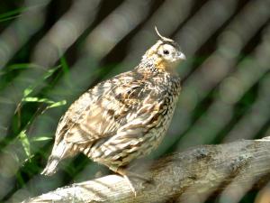 Colin huppé - Galliformes (Colinus cristatus)