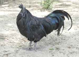 Coq  Ayam Cemani - Galliformes (Espèce domestique)