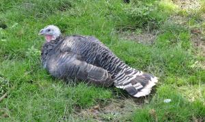 Dindon domestique (Meleagris gallopavo f. domestica)