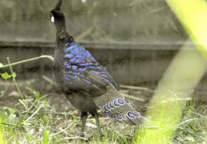 Éperonnier napoléon (Polyplectron napoleonis)