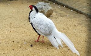 Faisan argenté (Lophura nycthemera)