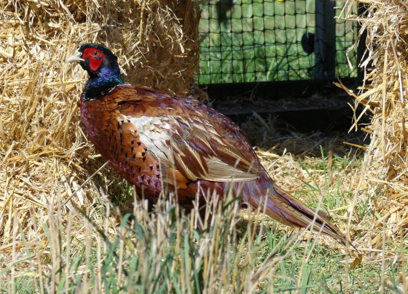Faisan de Colchide (Phasianus colchicus)