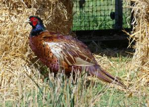 Faisan de Colchide - Galliformes (Phasianus colchicus)