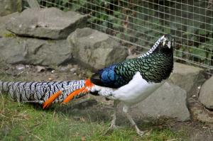 Faisan de Lady Amherst (Chrysolophus amherstiae)