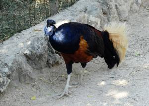 Faisan de Vieillot (Lophura ignita rufa)