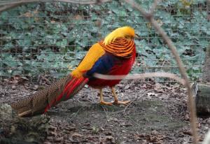 Faisan doré - Galliformes (Chrysolophus pictus)