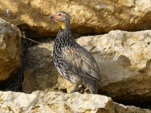 Francolin à gorge jaune (Pternistis leucoscepus)