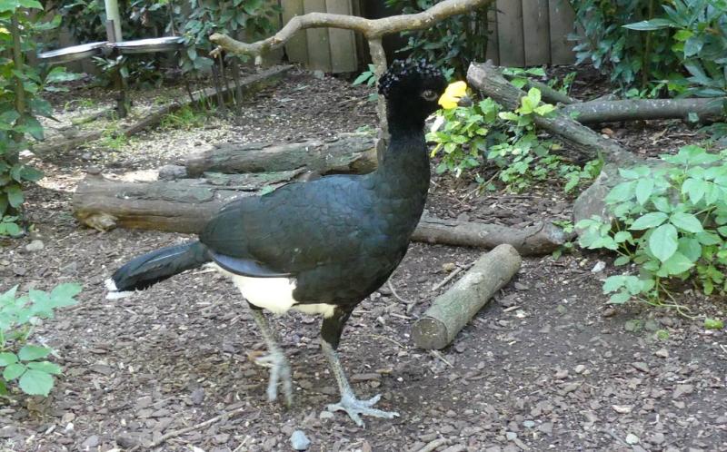 Grand hocco (Crax rubra)