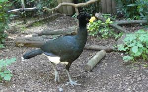 Grand hocco (Crax rubra)