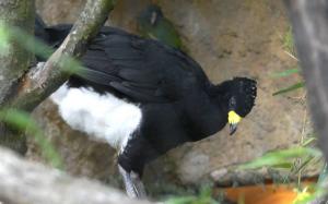 Hocco à face nue (Crax fasciolata)