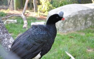 Hocco à pierre (Pauxi pauxi)