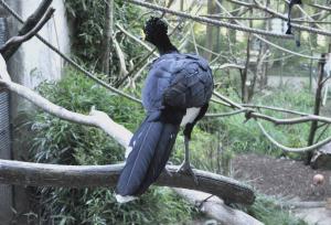 Hocco de Daubenton - Galliformes (Crax daubentoni)