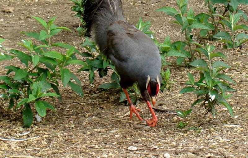 Hokki bleu (Crossoptilon auritum)