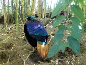 Lophophore resplendissant (Lophophorus impejanus)