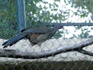 Ortalide du Chaco (Ortalis canicollis)