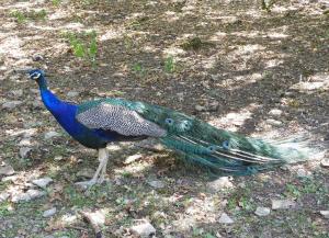 Paon bleu (Pavo cristatus)