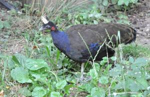 Paon du Congo - Galliformes (Afropavo congensis)
